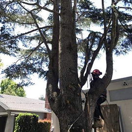 Tree Services